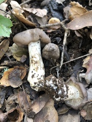 Entoloma ferruginans
