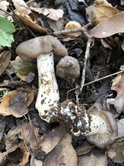 Entoloma ferruginans