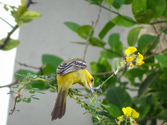 Icterus auratus