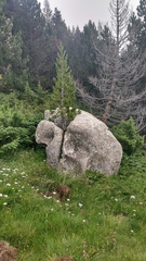 Pinus uncinata