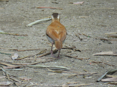 Furnarius leucopus