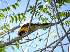 Icterus auratus