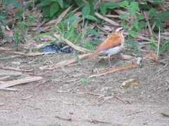 Furnarius leucopus