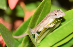 Anolis auratus