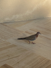 Streptopelia senegalensis