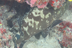 Epinephelus polyphekadion