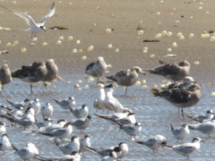 Larus atlanticus