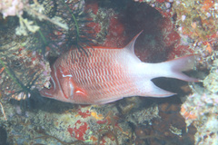 Sargocentron caudimaculatum