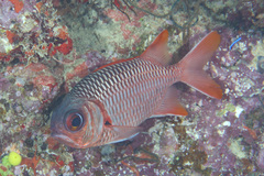 Myripristis violacea