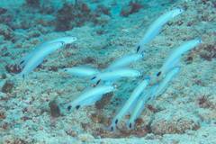 Ptereleotris heteroptera