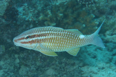 Parupeneus ciliatus