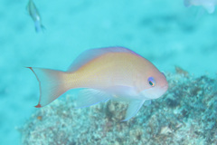 Pseudanthias hypselosoma