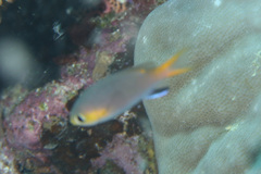 Pycnochromis acares