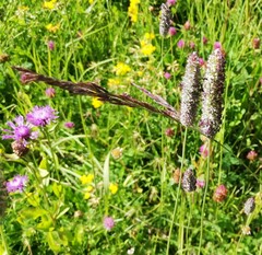 Phleum alpinum