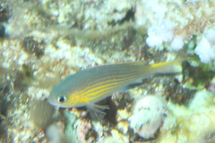 Pycnochromis vanderbilti