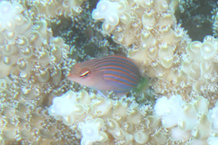 Pseudocheilinus hexataenia