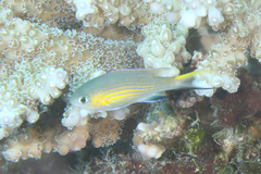 Pycnochromis vanderbilti