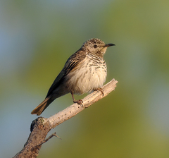 Ramsayornis fasciatus