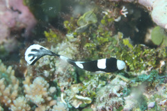 Plectorhinchus pica