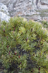 Protea lepidocarpodendron