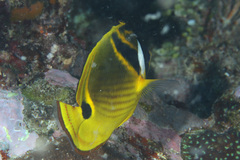 Chaetodon lunula