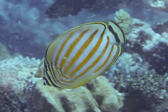 Chaetodon ornatissimus
