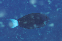 Acanthurus thompsoni