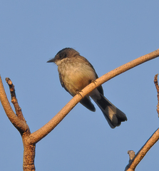 Rhipidura rufiventris