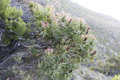 Protea lepidocarpodendron
