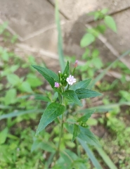 Epilobium parviflorum