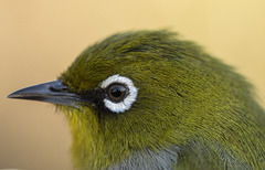 Zosterops virens capensis