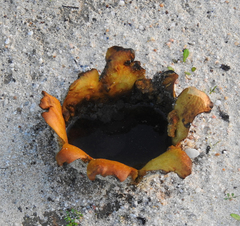 Scleroderma polyrhizum