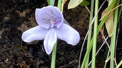 Disa longicornu