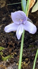 Disa longicornu