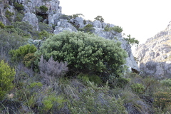 Phylica buxifolia