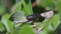 Melanophilini