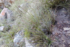 Thamnochortus lucens