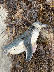 Eudyptula minor iredalei