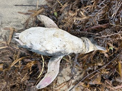 Eudyptula minor iredalei