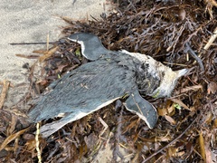 Eudyptula minor iredalei