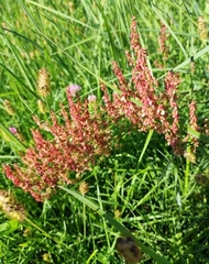 Rumex acetosa