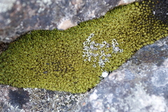 Hypodontium pomiforme