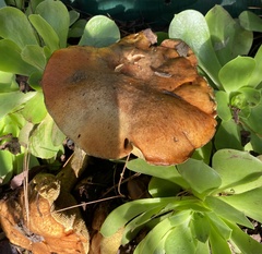 Suillus pungens
