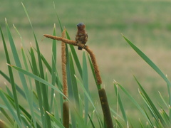 Sporophila cinnamomea