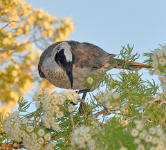 Philemon argenticeps