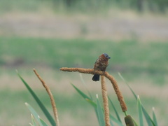 Sporophila cinnamomea