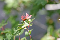 Acer glabrum glabrum