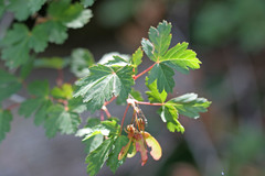 Acer glabrum glabrum