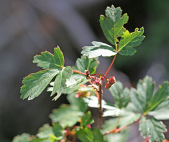 Acer glabrum glabrum