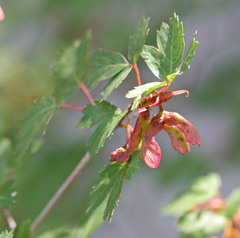 Acer glabrum glabrum